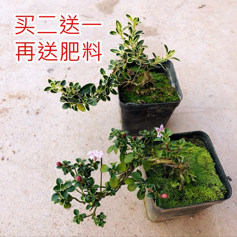 六月雪 金边提根悬崖造型老桩 室内阳台桌面小盆栽迷你植物微盆景