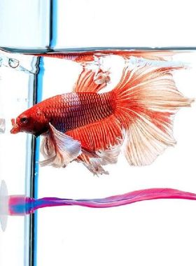 Betta Fish Leaf Silicone Fake Betta Fish Leaf Pad Leaf Pad