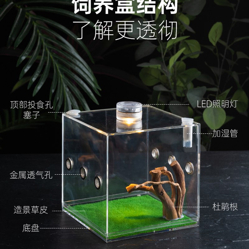 宠物蜘蛛昆虫压克力饲养盒螳螂螽斯迷你爬虫生态盒玲跳蜘鸣虫盒子