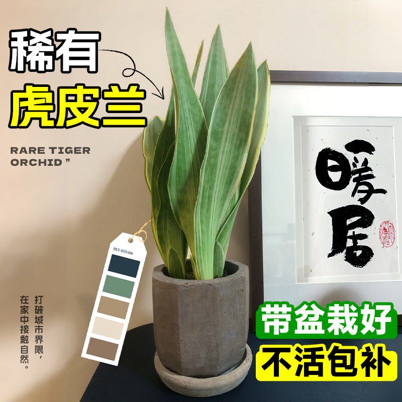雪纹蓝龙虎皮兰稀有品种盆栽金边棒叶办公室内桌面高端水培绿植物