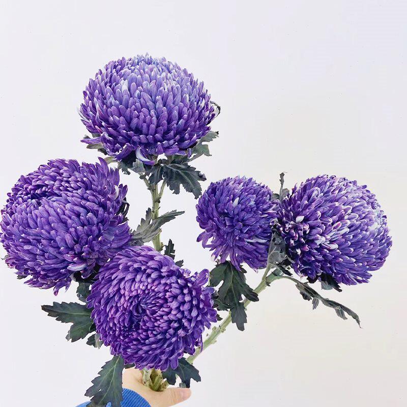 青花瓷牡丹菊鲜花云南直发室内水培鲜切花插花蓝色菊花花束花期长