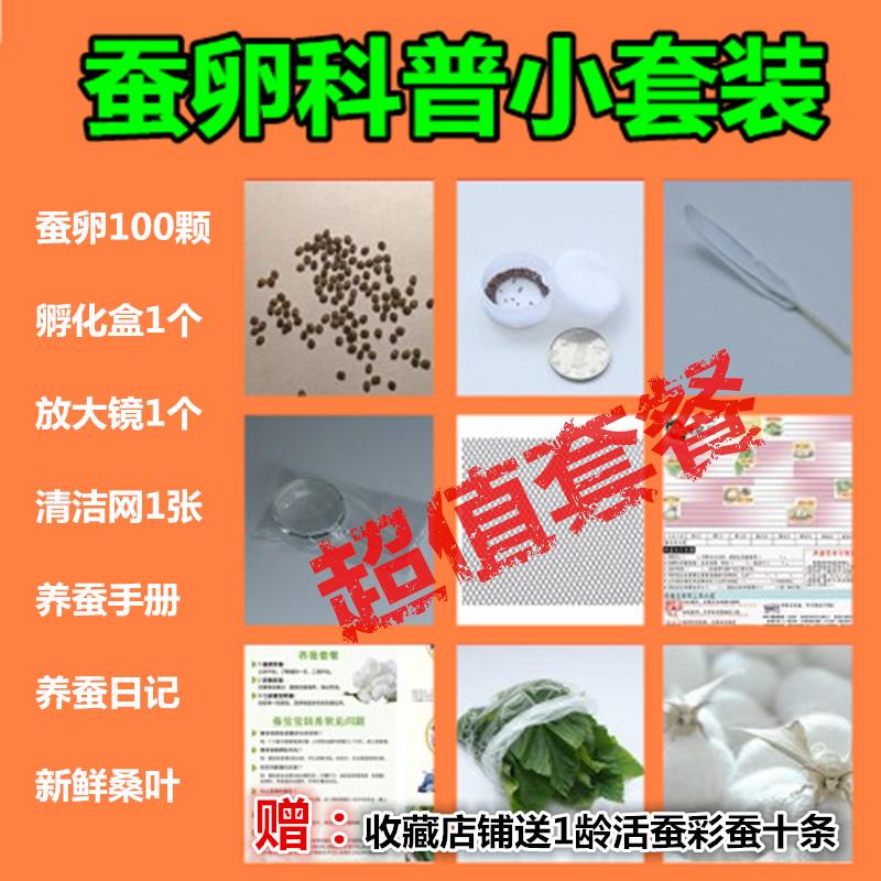 蚕宝宝学生科普养蚕套餐农家有机新鲜大桑叶蚕虫套装饲料
