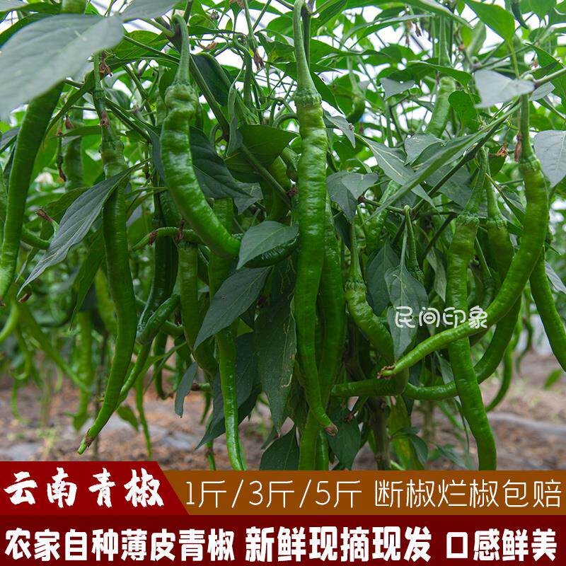 青椒青辣椒二荆条椒农家新鲜现摘线椒蔬菜中微辣云南长椒虎皮尖椒