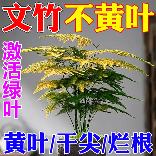 文竹专用营养液治黄叶专用肥料盆栽室内液体肥云竹文昌竹营养液