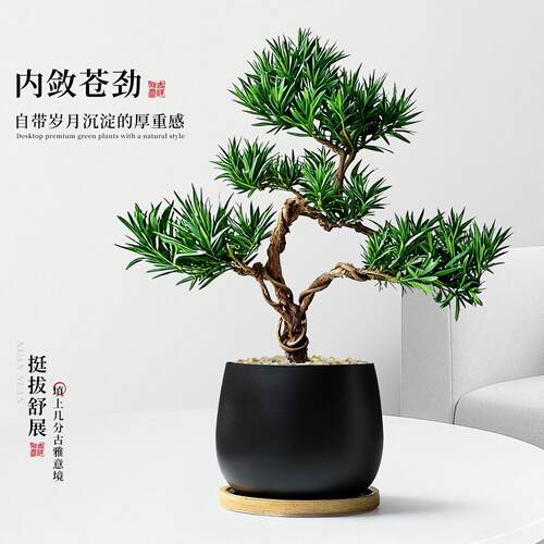 罗汉松小栽内造型桩塔松盆景摆件文竹老办公室植物客厅桌面绿盆植