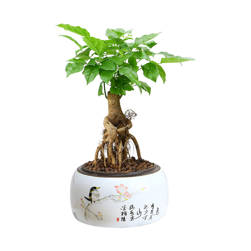 提跟盆景幸福树老桩造型绿植四季常青阳台室内桌面花卉提根绿宝