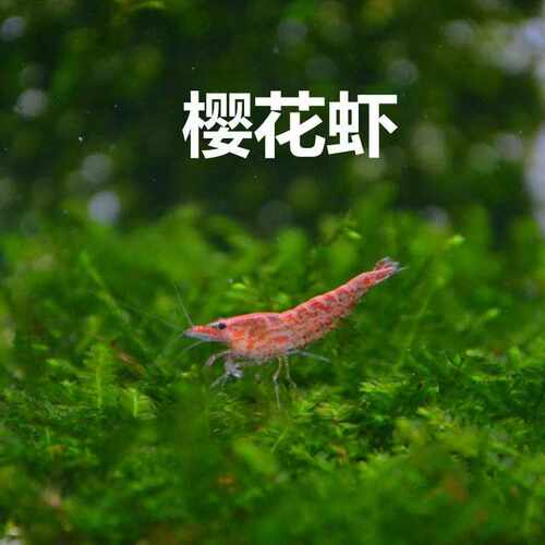 好货Black cylinder shell shrimp living grass shrimp viewing