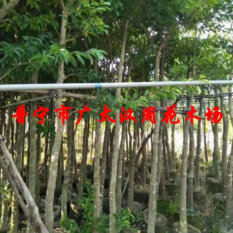 极速万紫千红铁冬青大树成型大棵铁冬青庭院小区别墅行道路绿化风