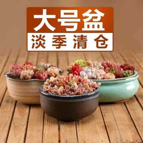 庭院宽口碗莲花盆芦荟简约装饰浅口花纹陶瓷扁圆个性蓝色花园