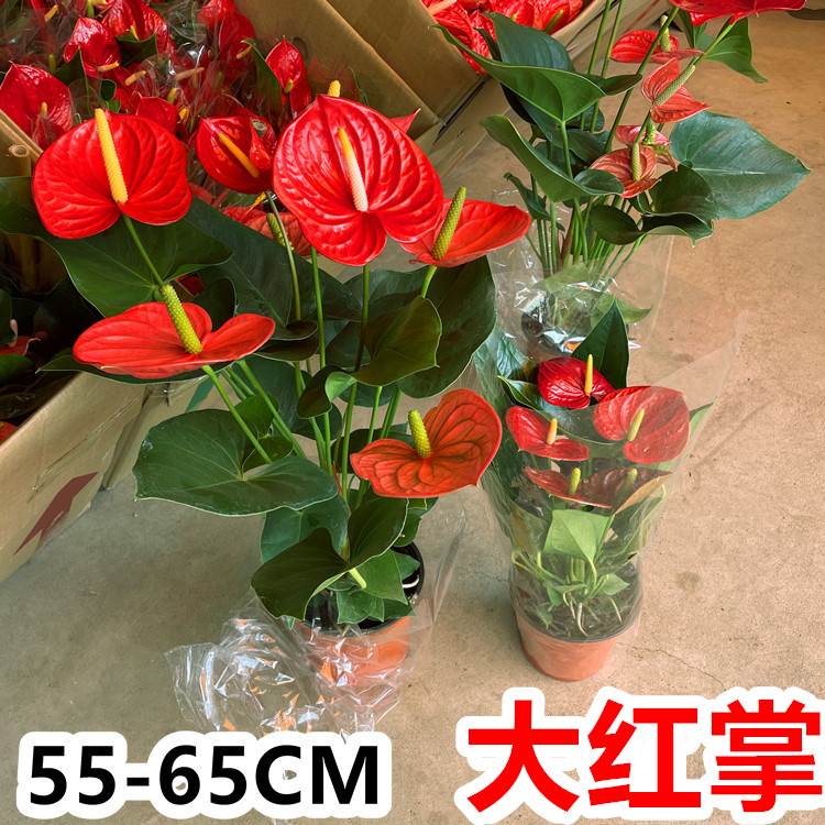大盆火鹤花盆栽绿植物大型高大鸿运当头大叶大花室内前台桌面开花