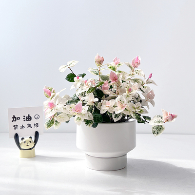 五彩花叶络盆栽黄金彩叶吊兰室内绿植办公室桌面趣味垂吊藤蔓植物