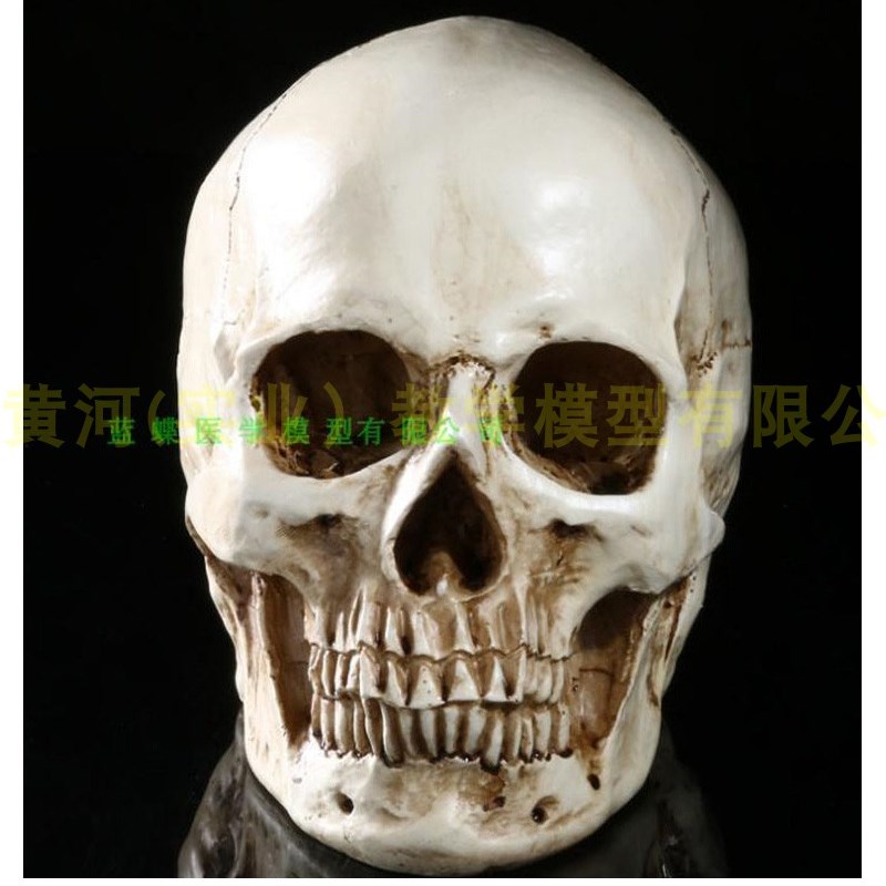 树脂骷髅头绘画人头骨艺用人体肌肉骨骼解剖头骨模型美术 现货