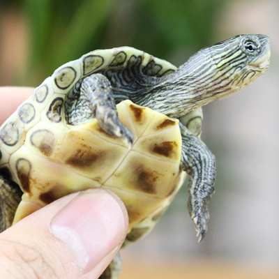 小乌龟活物珍珠龟中华草龟巴西龟活体宠物花龟好养耐活龟苗观赏龟