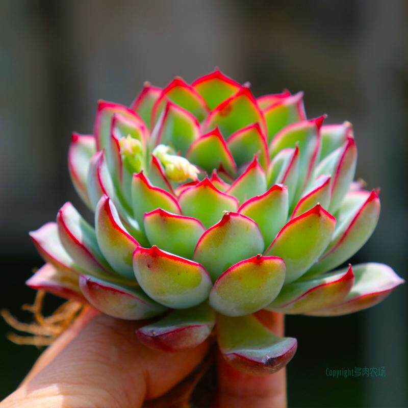 极速香槟荷花晚霞雪特蓝姬莲米兰达风车葡萄多肉植物好养荷花多肉