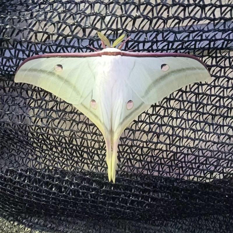 绿尾大蚕蛾未展翅u原蛾真蝴蝶标本家居装饰画