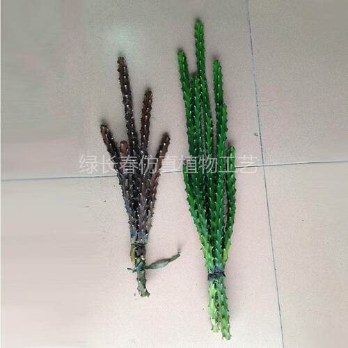 龙仿GPD真骨草仙人掌盆景多肉植物拍具摄假道家居商场橱窗装饰