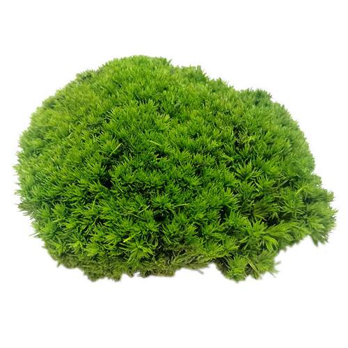 ly-ys001永生苔藓植物墙叶白发块植被藓干花草坪大羽藓大灰狭永生
