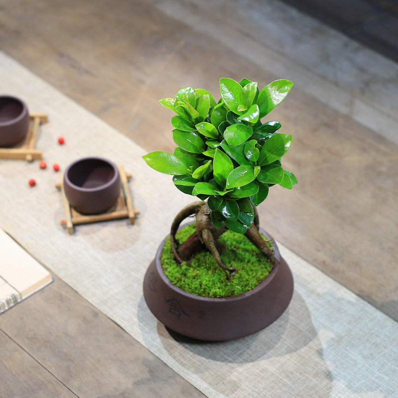 小叶榕树室内常青盆栽绿植人参榕造型H树桩盆景桌面好养观叶小植
