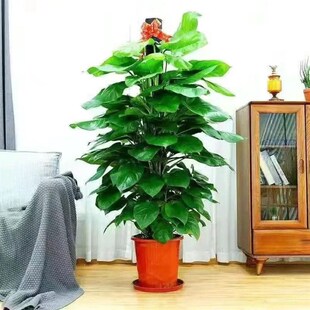 大叶绿萝柱盆栽客厅绿植办公室内吸甲醛净化空气大型X绿箩好养易
