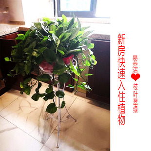 大盆绿萝盆栽 客l厅自吸水盆长藤垂掉植物新房除甲醛净化空气绿植