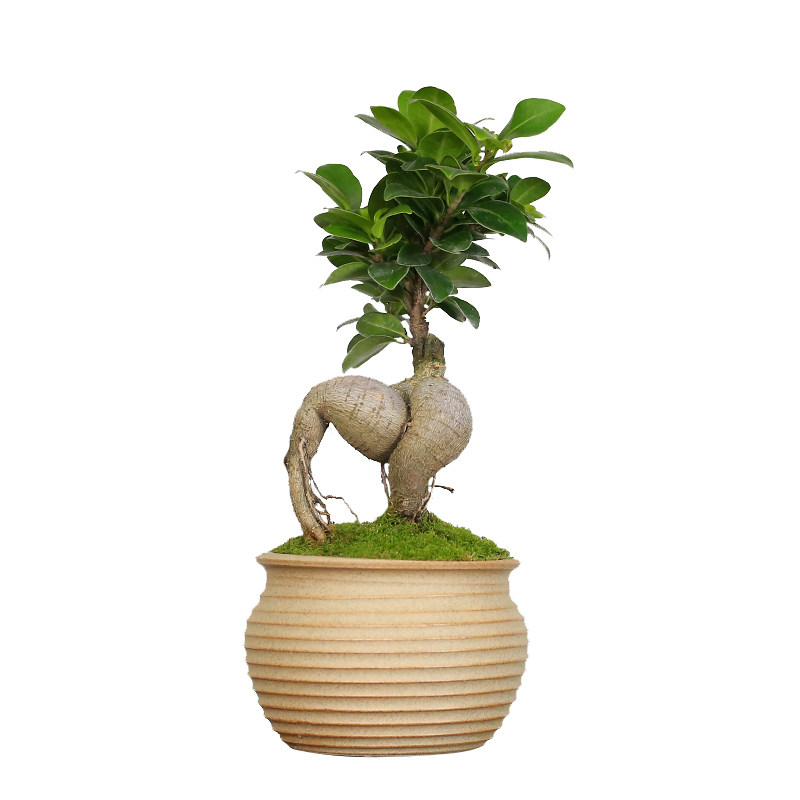 小叶人参榕树盆栽室内办公室w茶几桌面小绿植造型老桩植物四季常