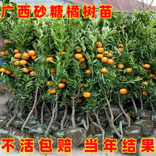 沙糖桔树苗地栽盆栽南方北方种植橘子树苗柑桔果树果苗嫁接砂糖橘