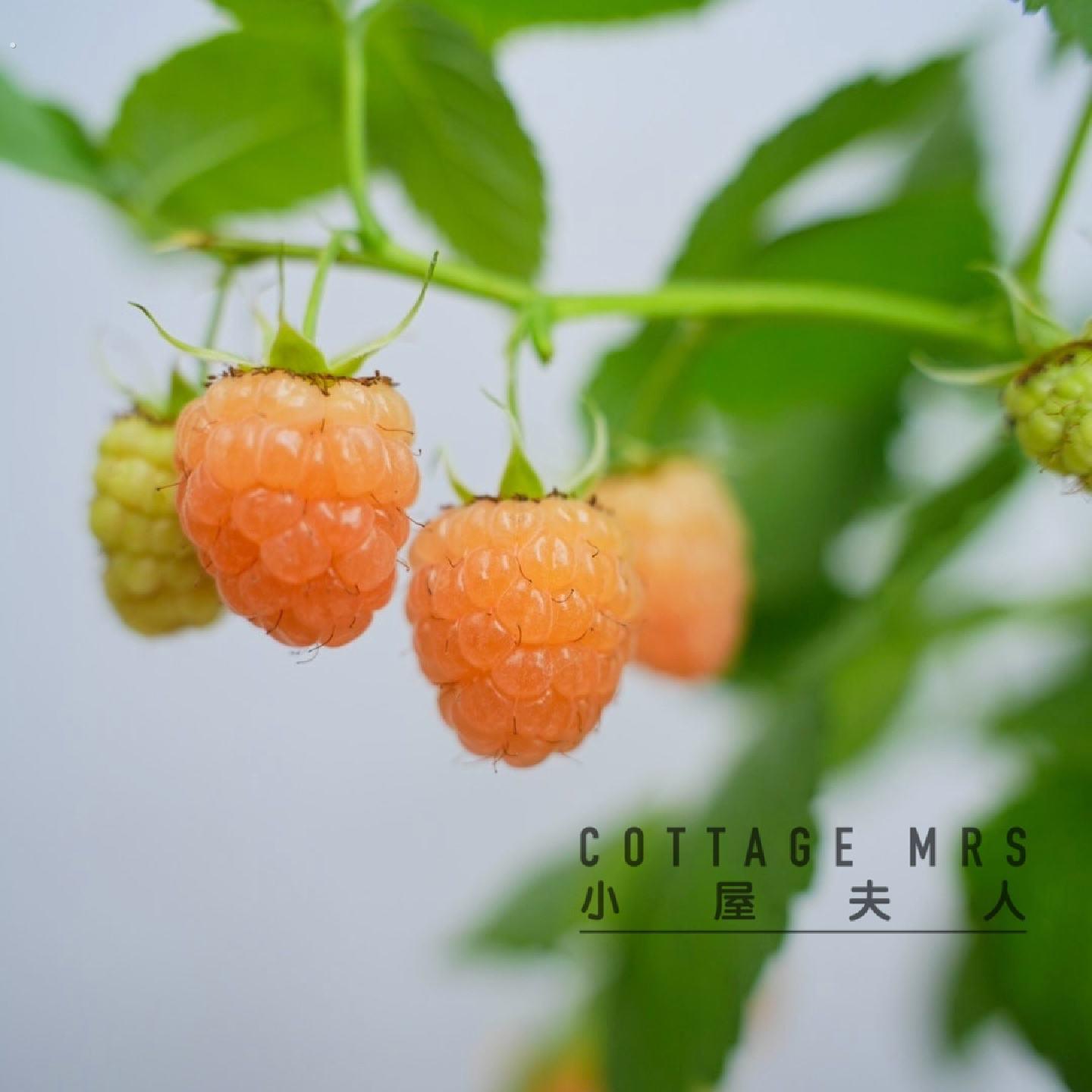 树莓盆栽覆盆子盆栽阳台南方北方种植多年生耐热耐寒