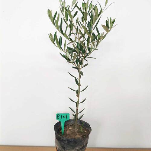 油橄榄盆栽植物树苗