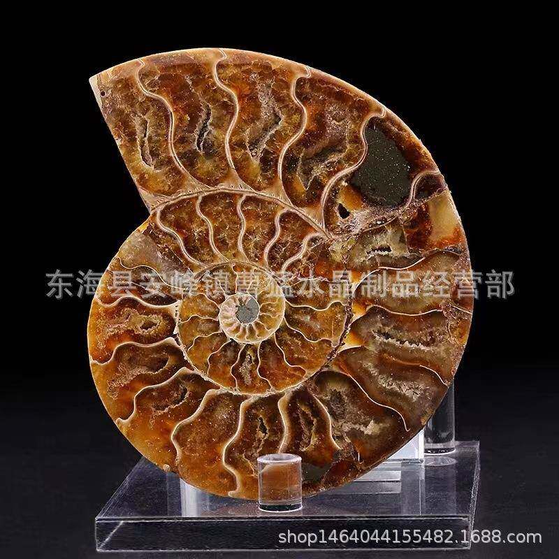 天然玉化螺菊石化石螺斑彩螺化石切片螺摆件海螺原石矿物