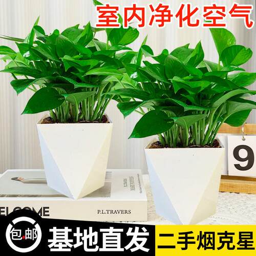 绿萝盆栽室内植物花卉绿植水培客厅净化空气绿箩新房家用吸除甲醛