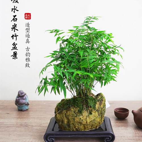 吸水石盆栽水培绿植米竹狼尾蕨福建茶室内假山微景观桌面造型素虹
