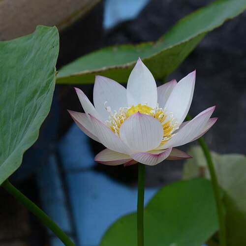 碗莲乌托邦-中小型/可微型盆栽水培阳台观赏小荷花种藕