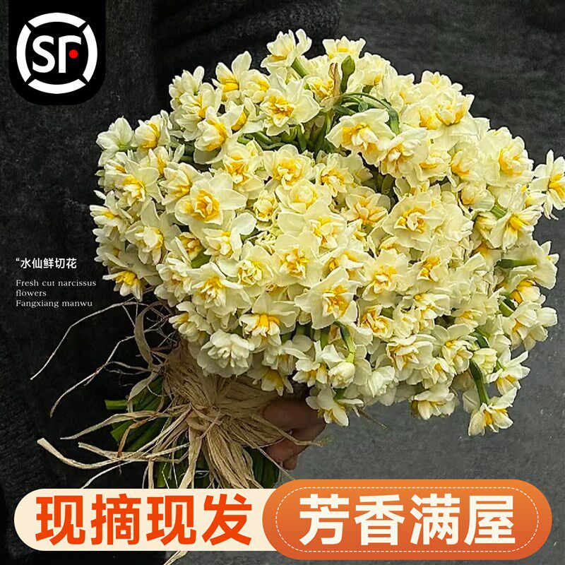速发盆州水仙花鲜切室水培植物重瓣枝漳栽冬季花内水养种球插花卉