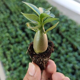 沙漠玫瑰客厅小苗花卉绿植庭院懒人阳台耐旱好养室内四季露台盆栽