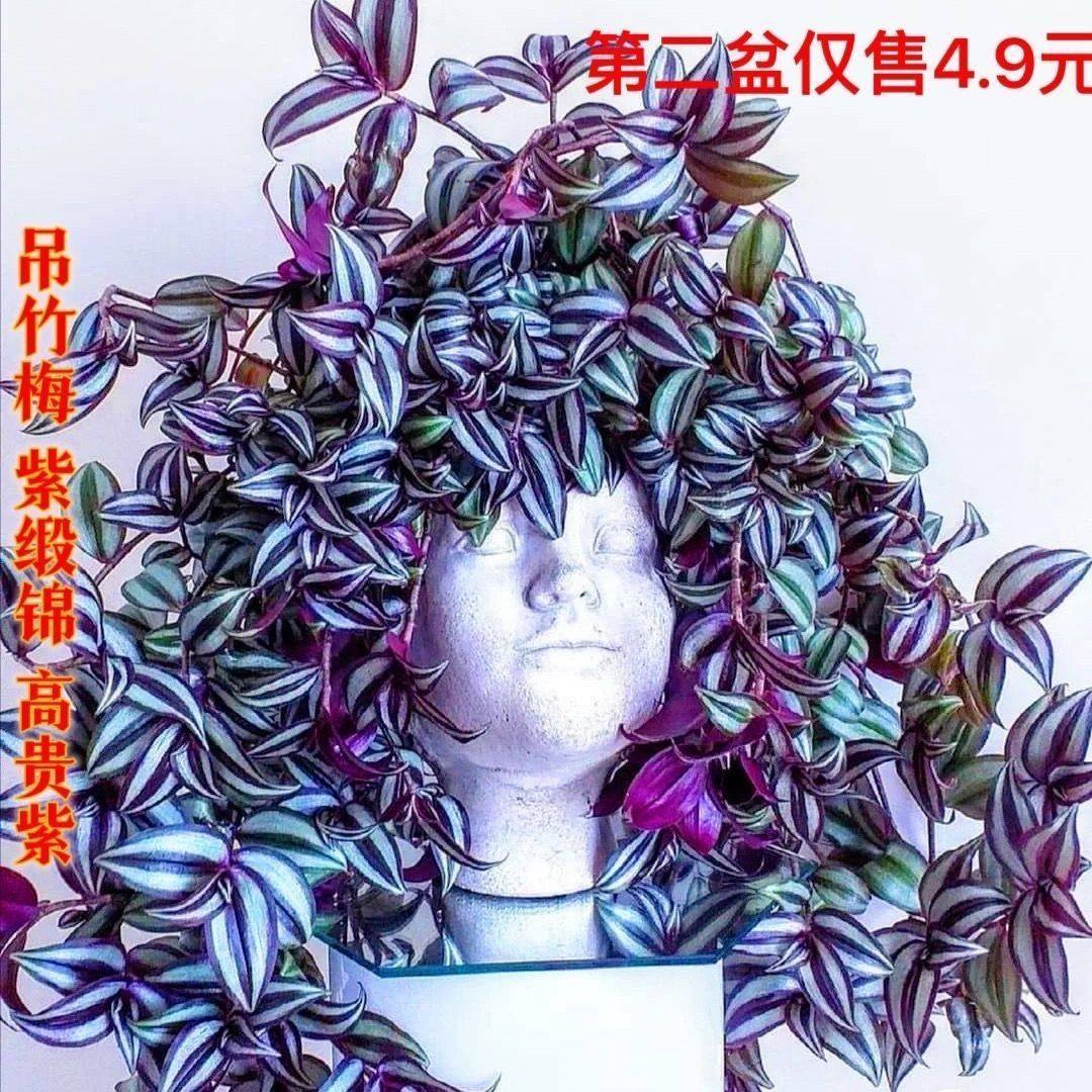 紫罗兰吊竹梅吊兰绿植盆栽花卉垂吊室内桌面客厅小盆栽净化空气