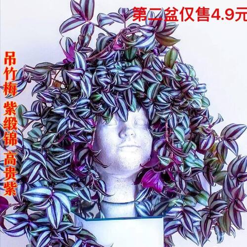 紫罗兰吊竹梅绿植盆栽花