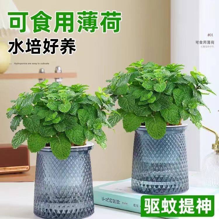 薄荷自动吸水盆栽绿植驱