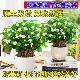 茉莉花盆栽带花苞四季 观花植物开花不断室内驱蚊浓香净化空气绿植