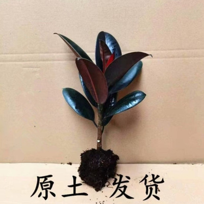 黑金刚橡皮树盆栽家庭室内客厅四季长青花卉净化空气绿色观叶植物