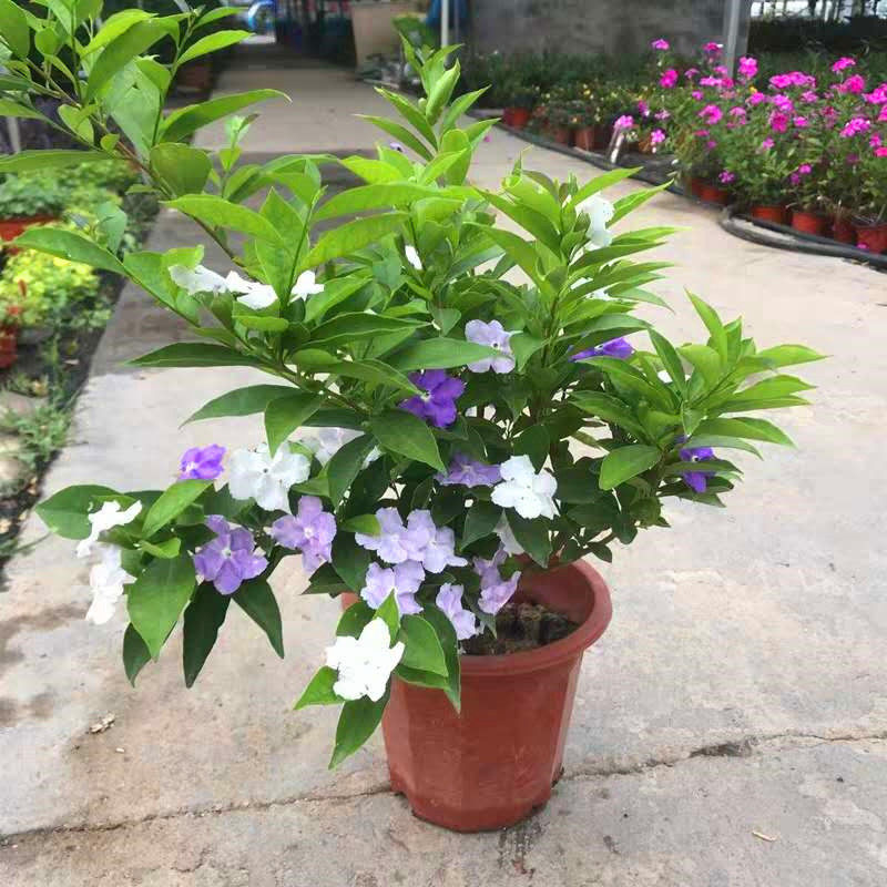 色茉莉花盆栽多年生清香木本花卉庭院阳台耐热养四季开花