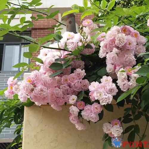 粉团蔷薇花苗老品种多花无刺蔷薇粉色群爬藤花卉植物盆栽爬墙花