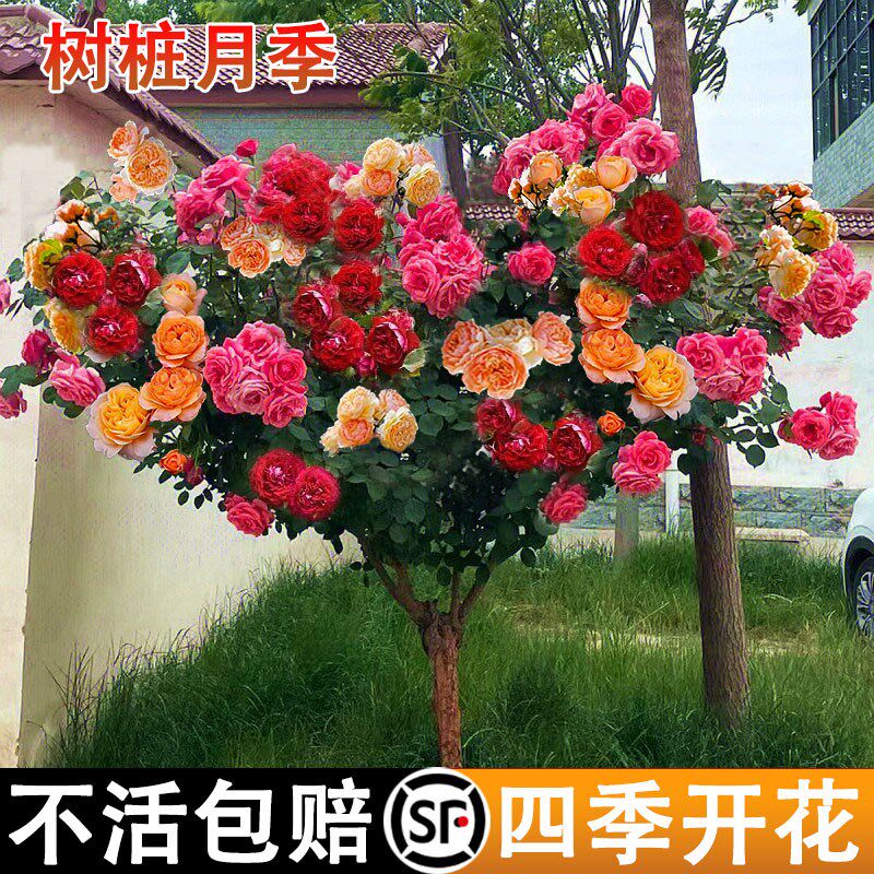 嫁接树桩月季苗室外庭院季绿植玫瑰
