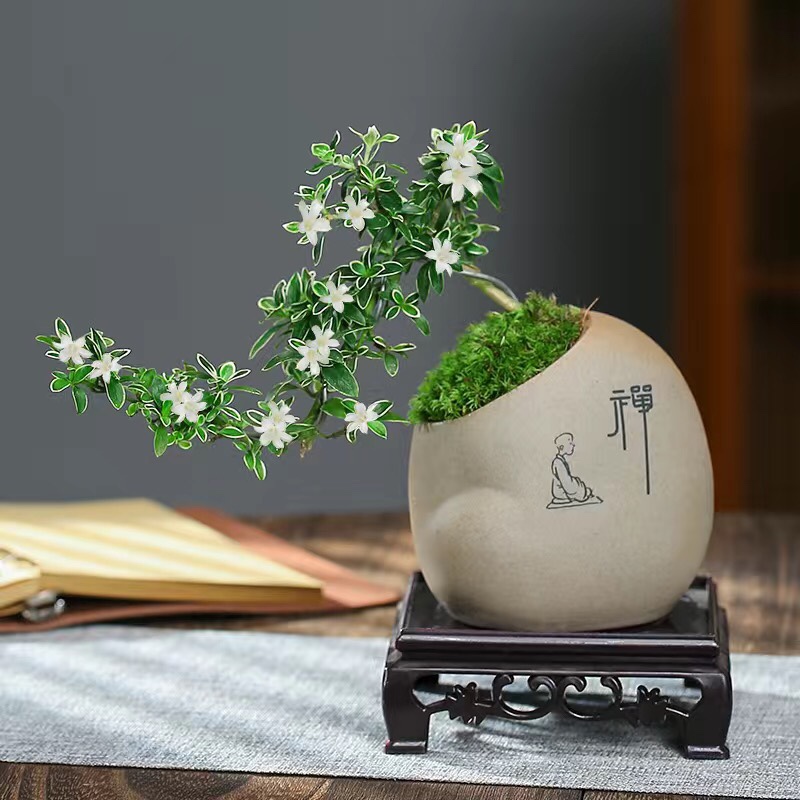 六月雪文竹客厅室内花盆植物造型摆件中式茶室阳台绿植花卉盆栽