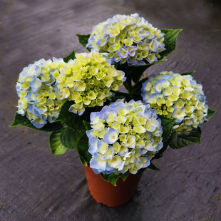 绣球花苗鲜花盆栽带花苞客厅阳台绿植耐寒植物绣球树无尽夏八仙花