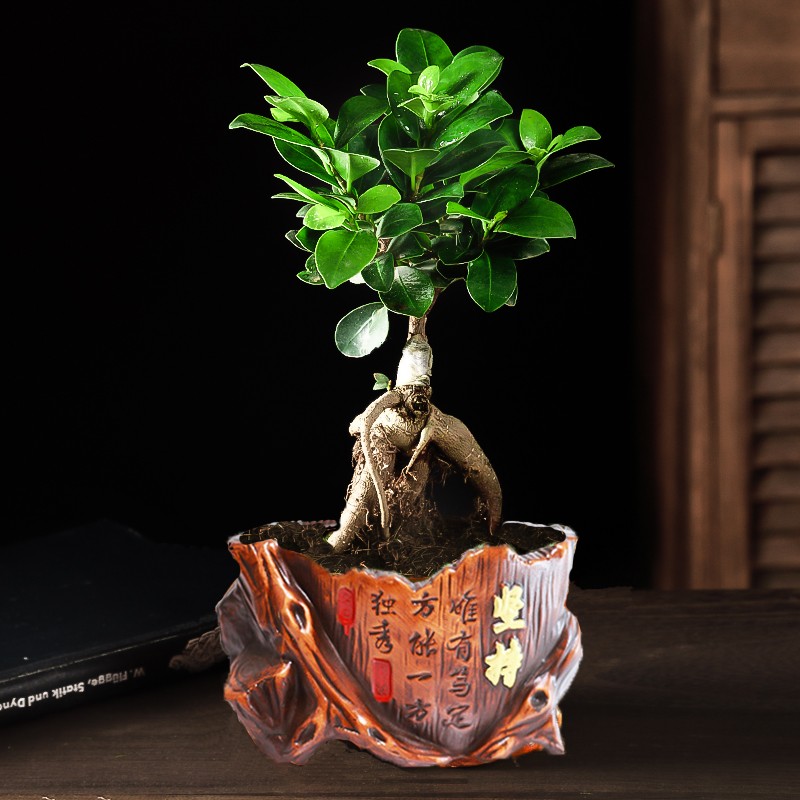 四季常青耐寒榕树造型树桩盆景苗室内植物人参榕小叶榕树盆栽绿植