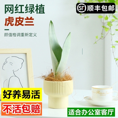 金边虎皮兰盆栽客厅白玉虎皮兰室内桌面植物四季常青净化空气绿植