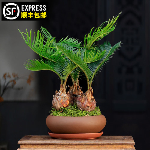 铁树盆栽植物室内多头苏铁盆景客厅办公室桌面绿植好养四季常青