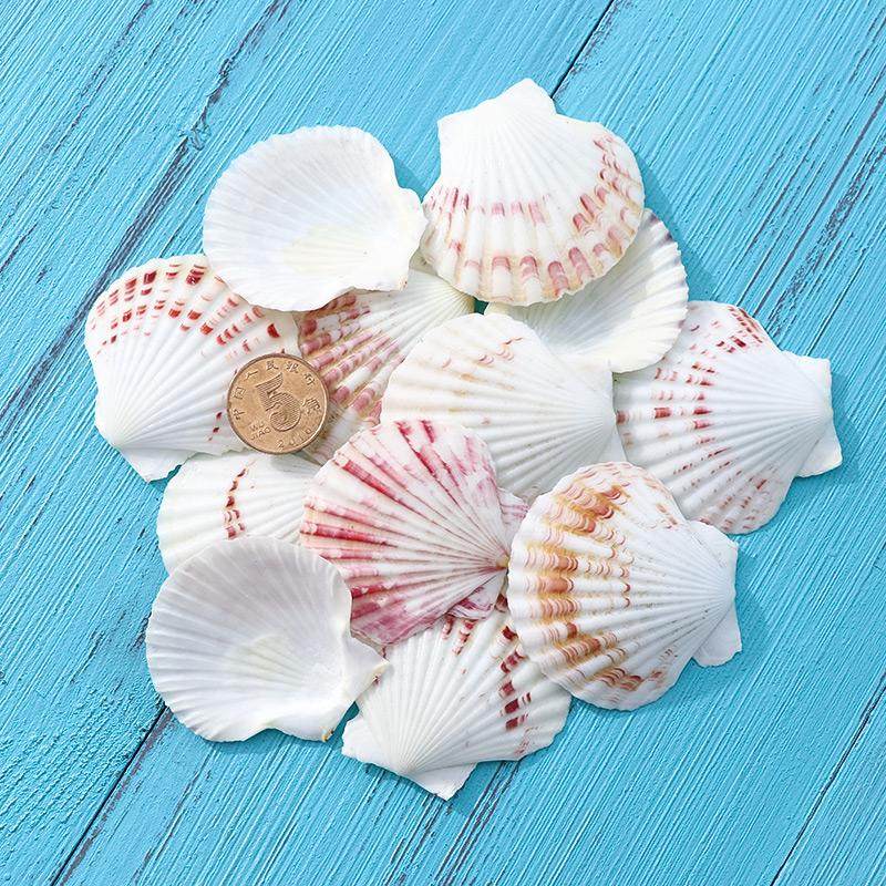 花扇形贝天然贝壳海螺地中海风格墙贴装饰地台布置微景观拍照道具,鲜花速递/花卉仿真/绿植园艺,洒水/浇水壶,淘宝优惠券,粉丝福利购,淘宝优惠卷