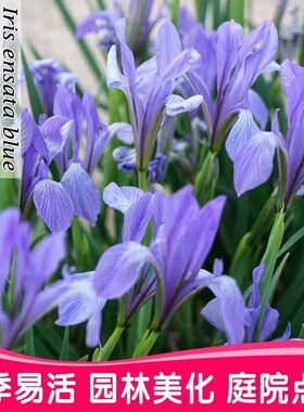 马蔺马兰花马莲四季易种园林绿化阳台花海庭院花苗耐寒耐旱宿根花
