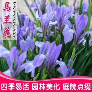马蔺马兰花马莲四季易种园林绿化阳台花海庭院花苗耐寒耐旱宿根花